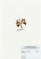 藏品(旋花藻)的圖片